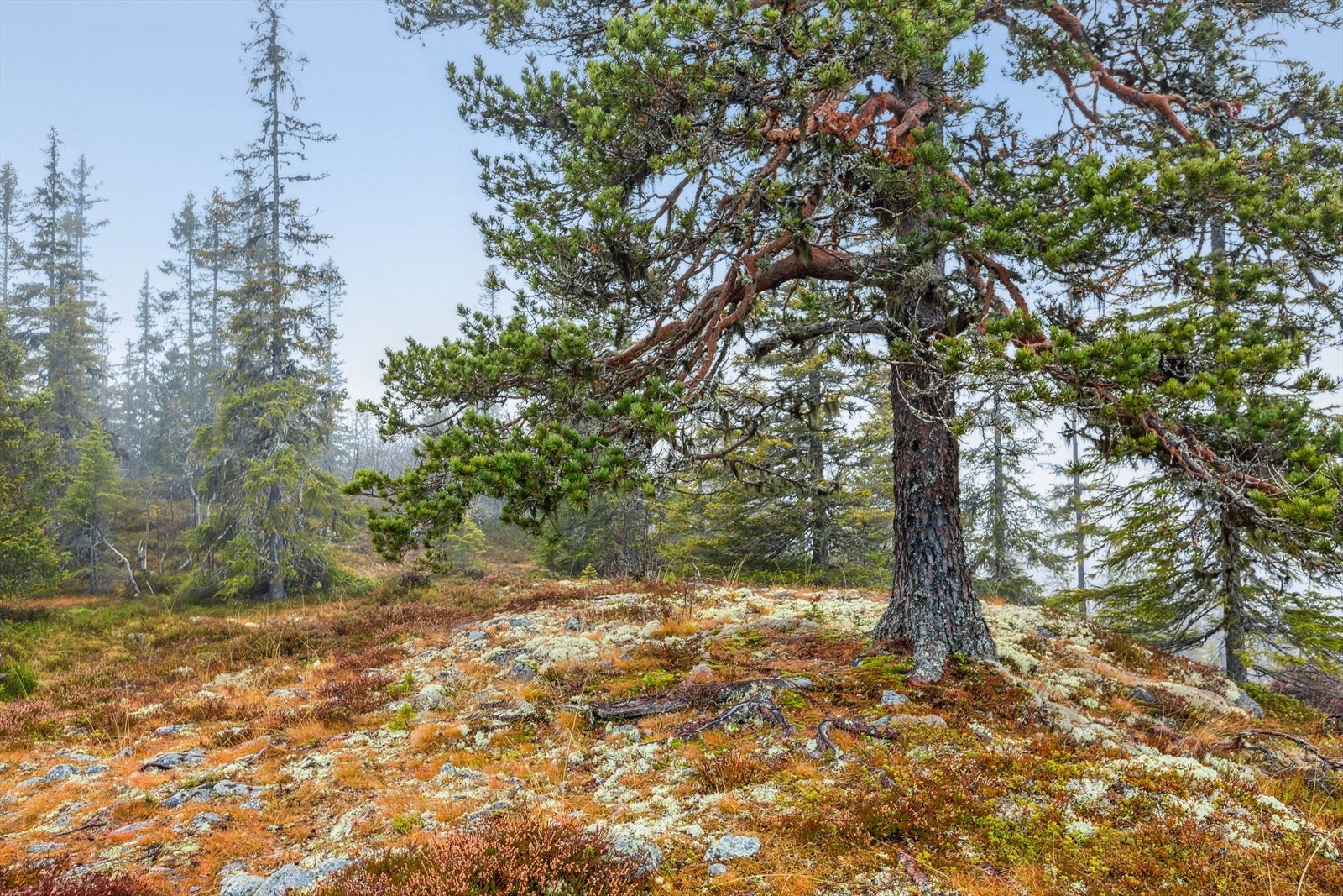 Gamlestølen ligger en kjøretur unna. Her finner man blant annet et skitrekk med 2 nedfarter, samt en 5 km lang lysløype. Galleribilde