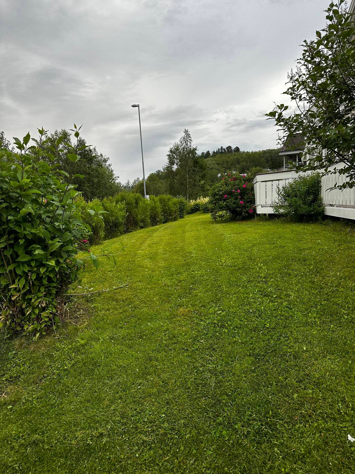 Selgers egne sommerbilder Galleribilde