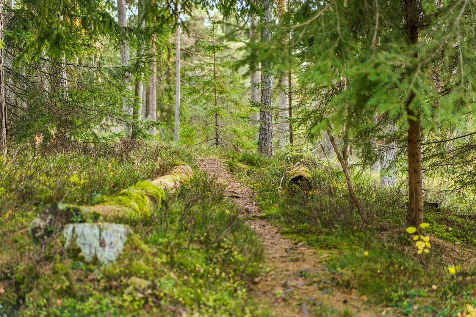 Fra fritidseiendommen har du flere fine turmuligheter. Galleribilde