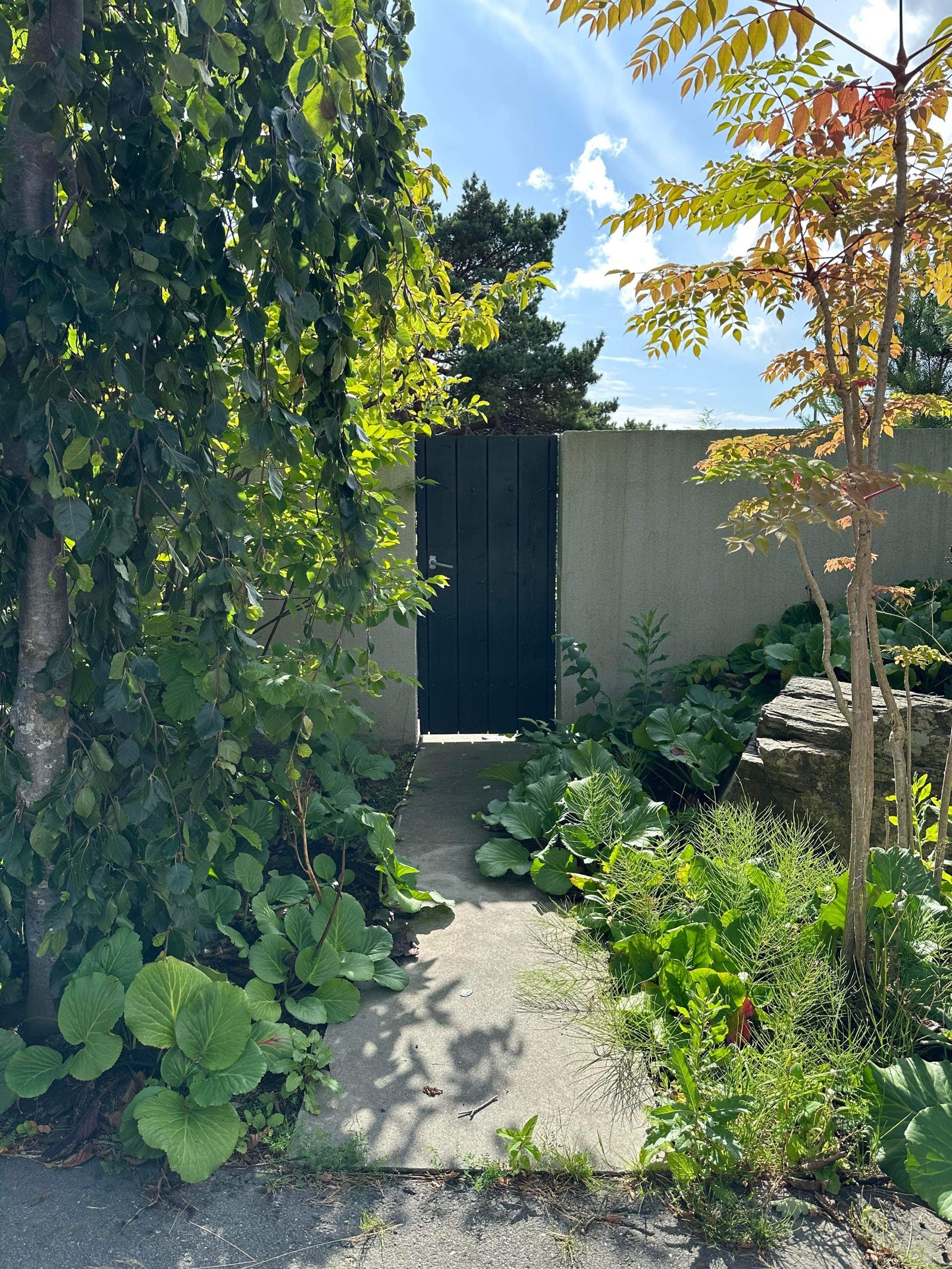 Del av hagen Galleribilde