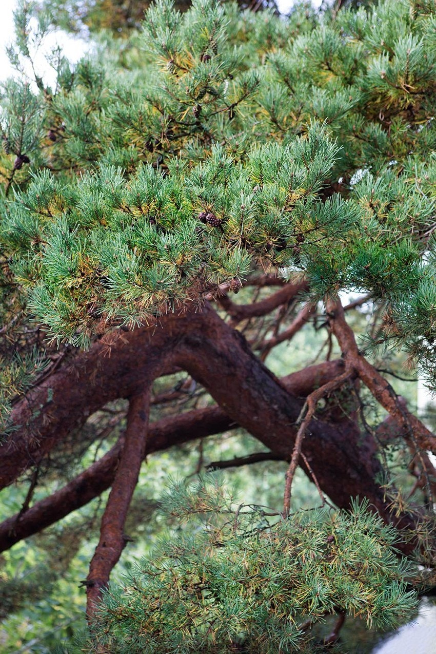 Flott tre i hagen Galleribilde