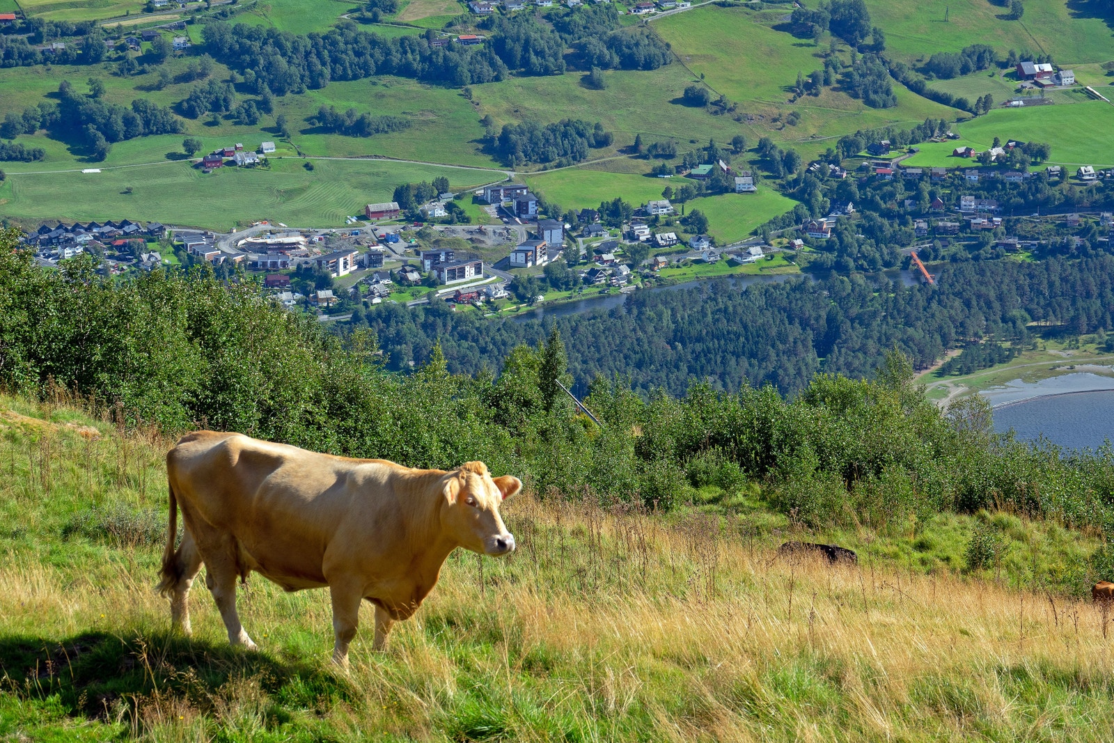 Utsikt frå Hanguren mot Nyrefeltet. Galleribilde