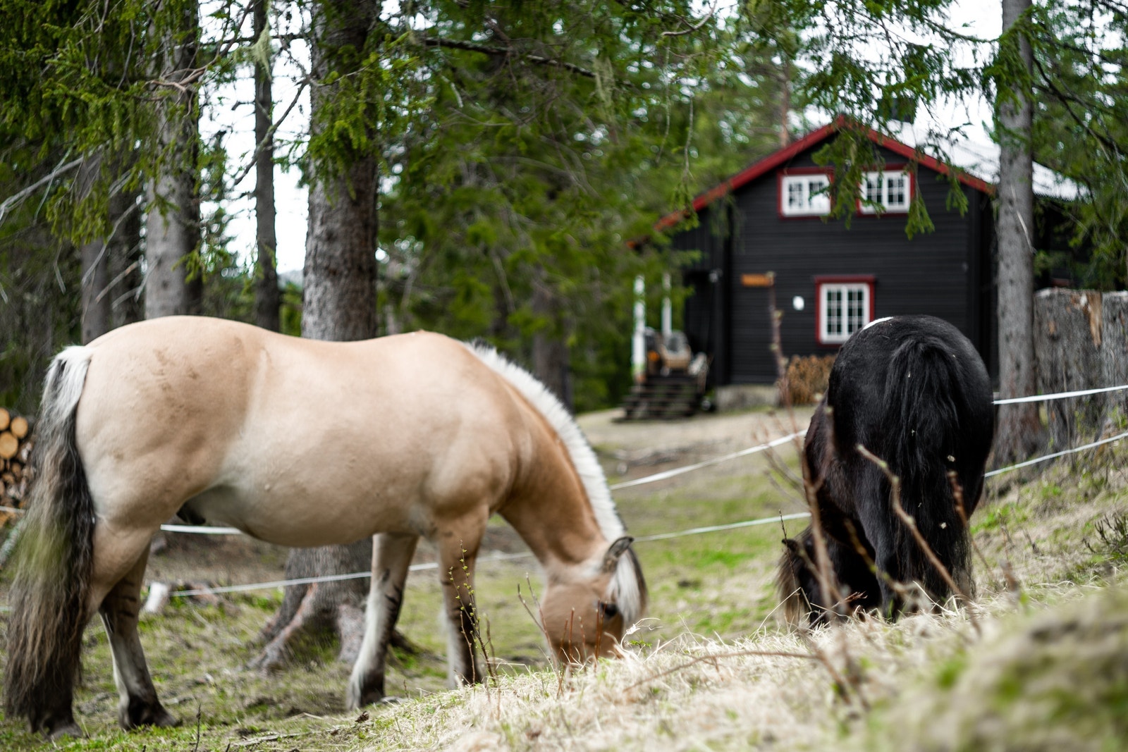 Her trives både folk og dyr Galleribilde