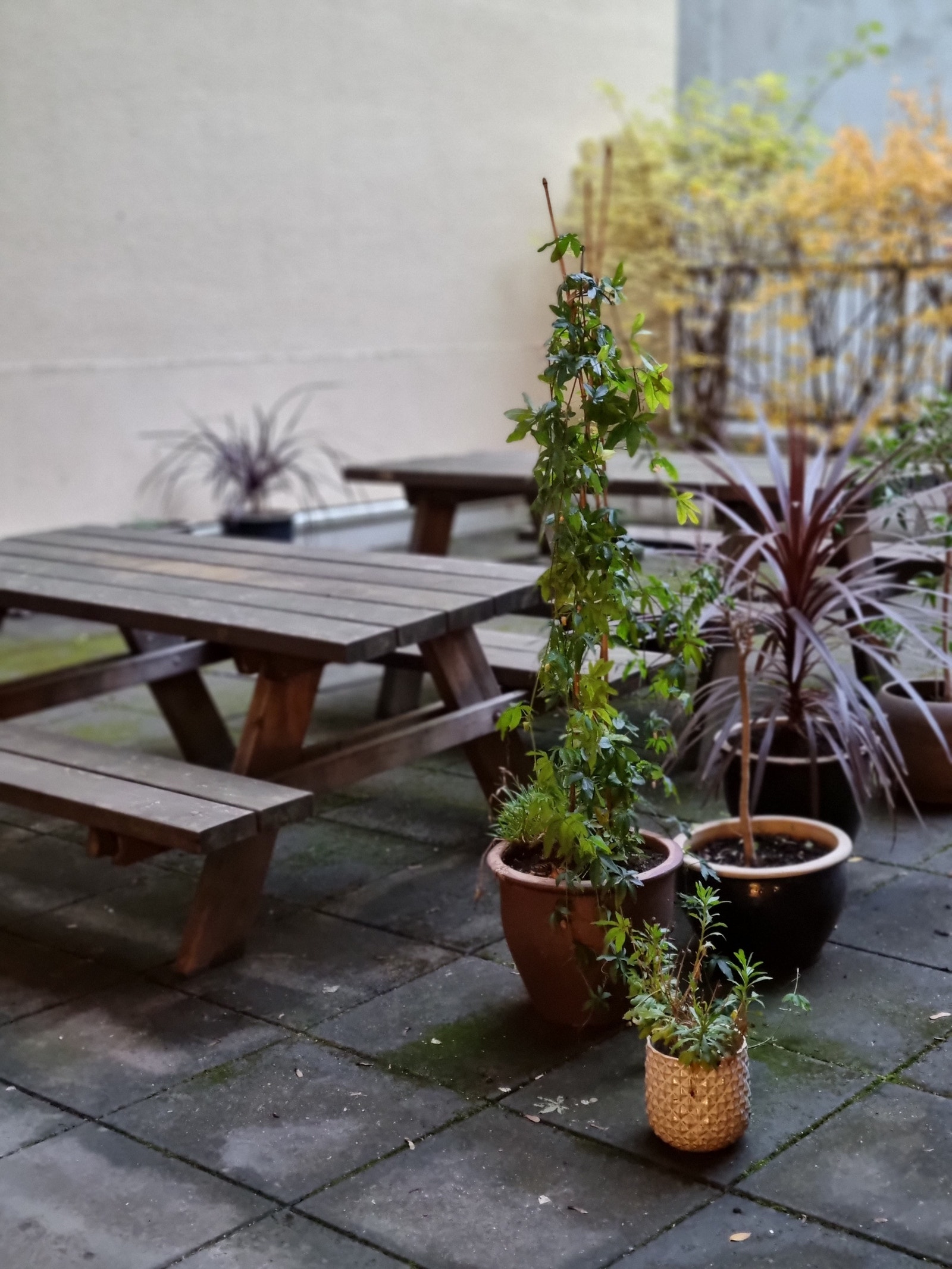 Bakgård Galleribilde