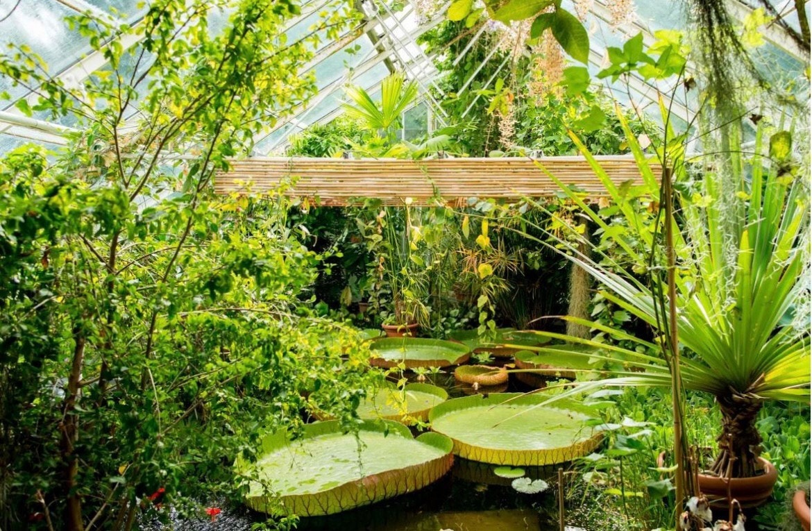 Botanisk hage Galleribilde