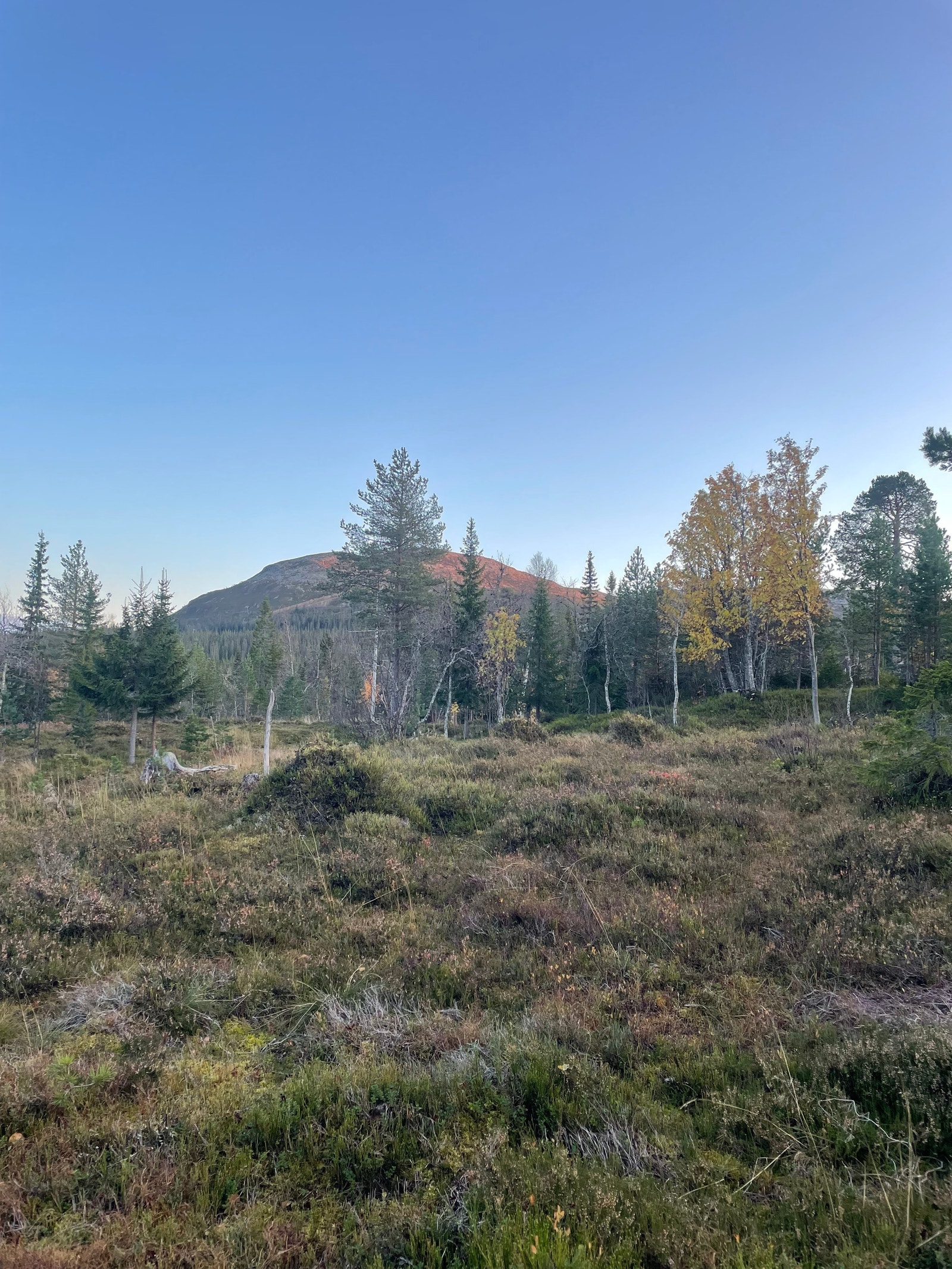 Utsikt mot fjellet Galleribilde