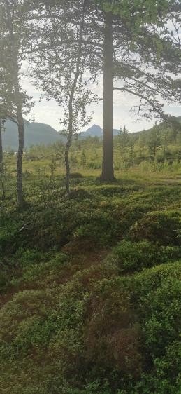 Utsikt vestover til Breitind. Galleribilde