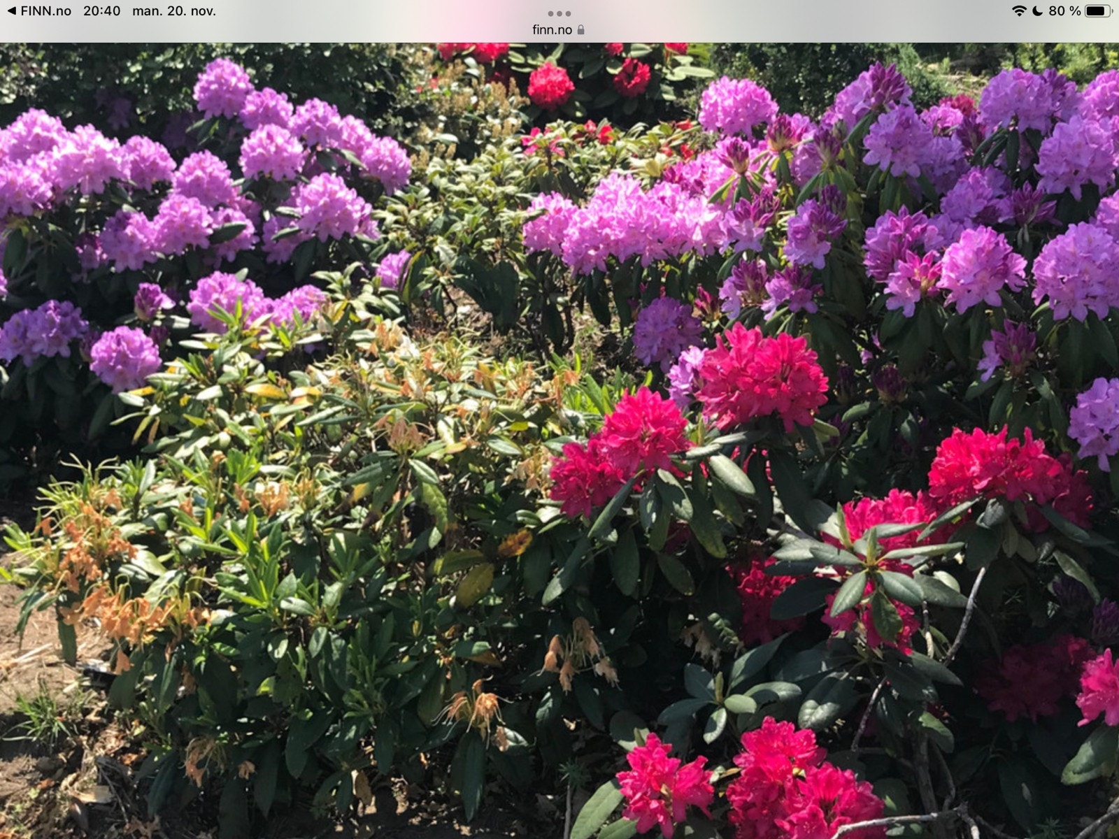 Masse flotte planter Galleribilde