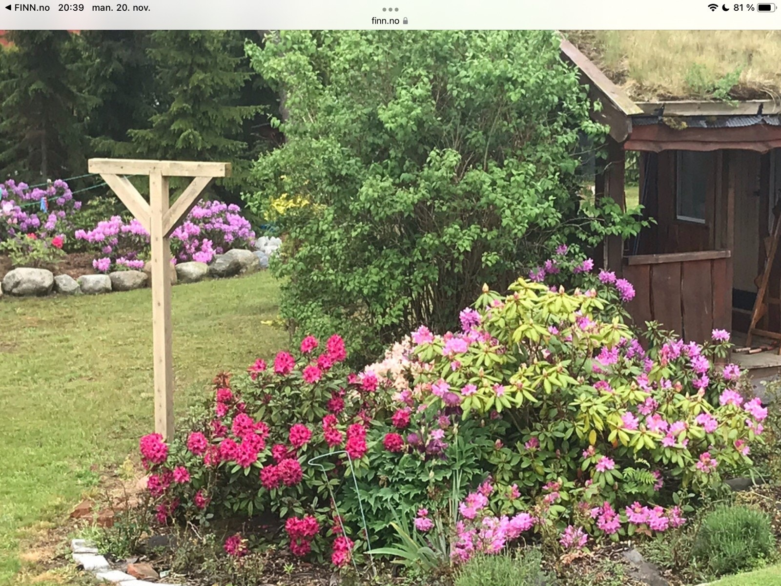 Ca 40 rhododendron på tomta Galleribilde