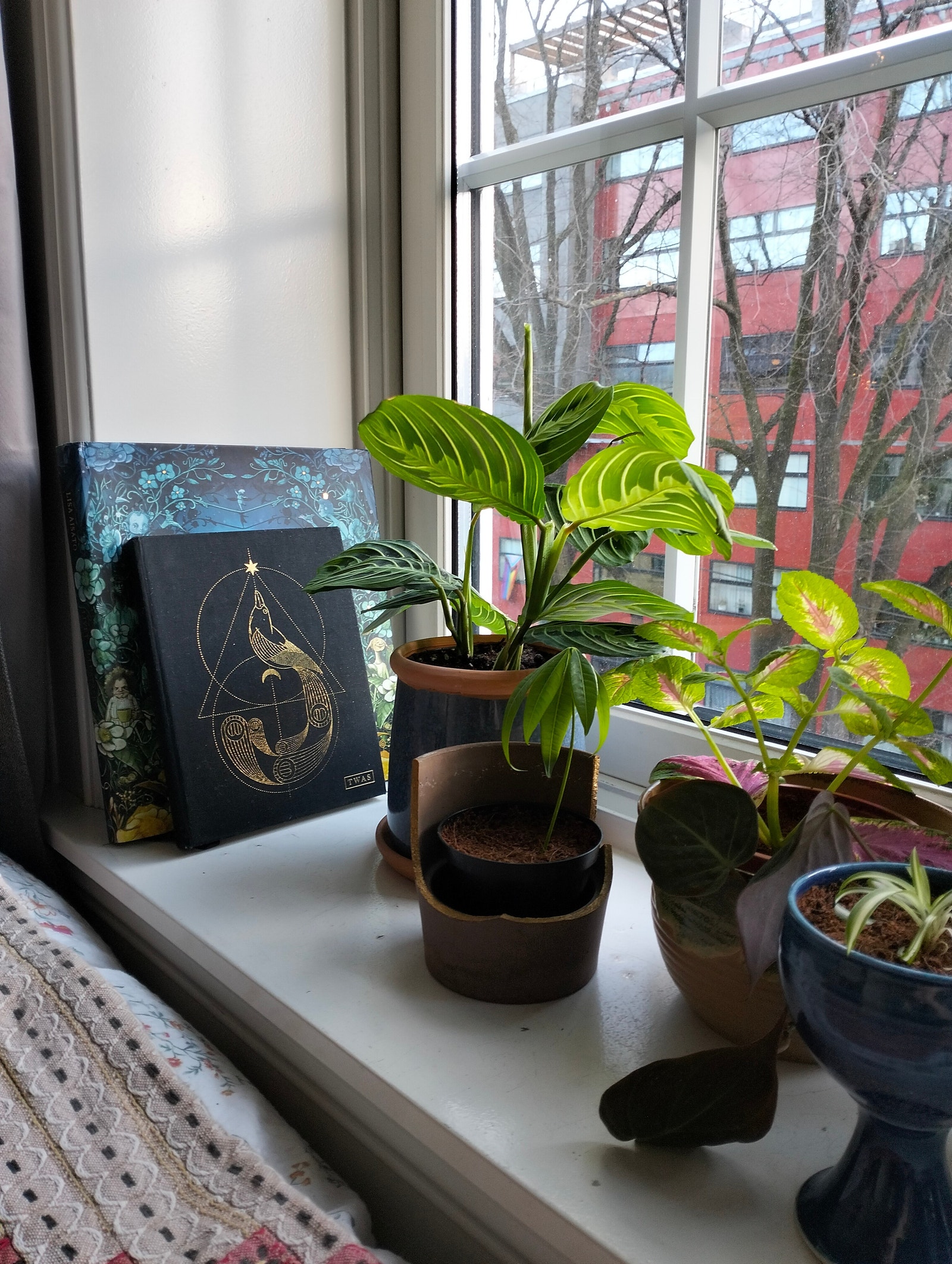 Dyp vinduskarm med plass til mange planter Galleribilde