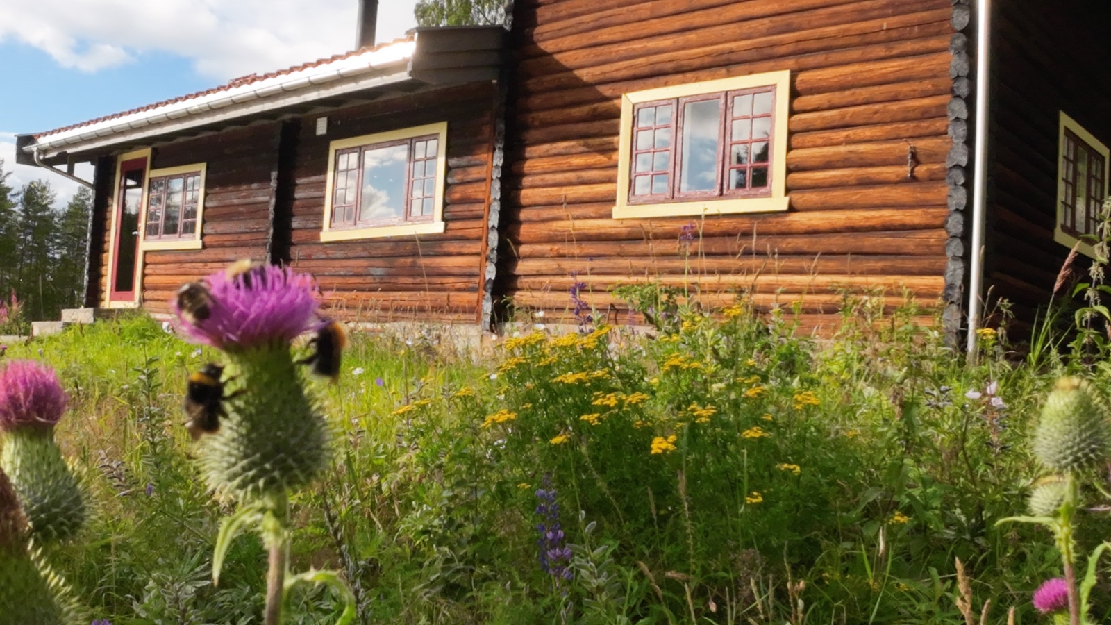 Hagen har mange villblomster som tiltrekker seg mange interessante insekter. Galleribilde