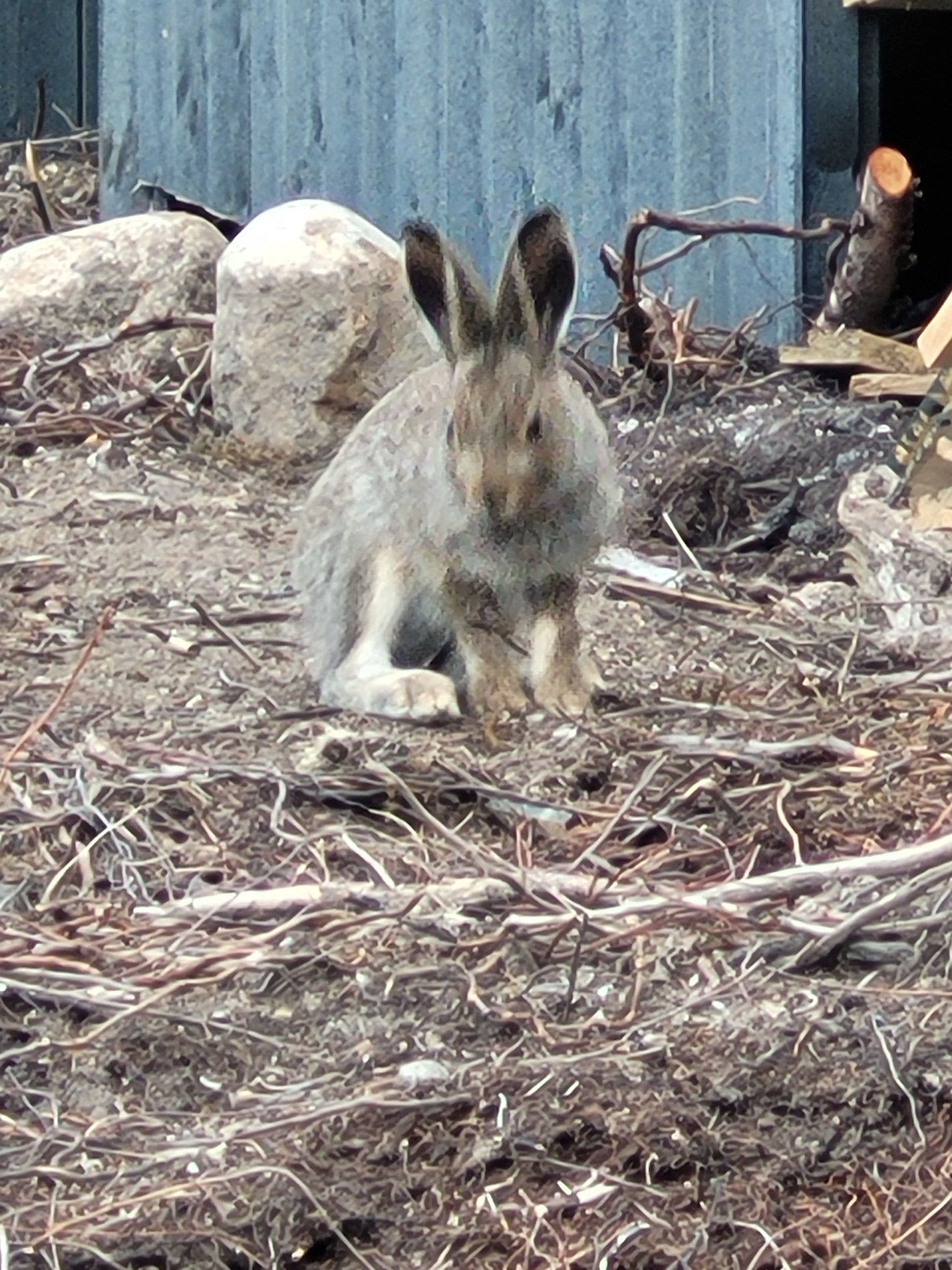 Rikt dyreliv. Galleribilde