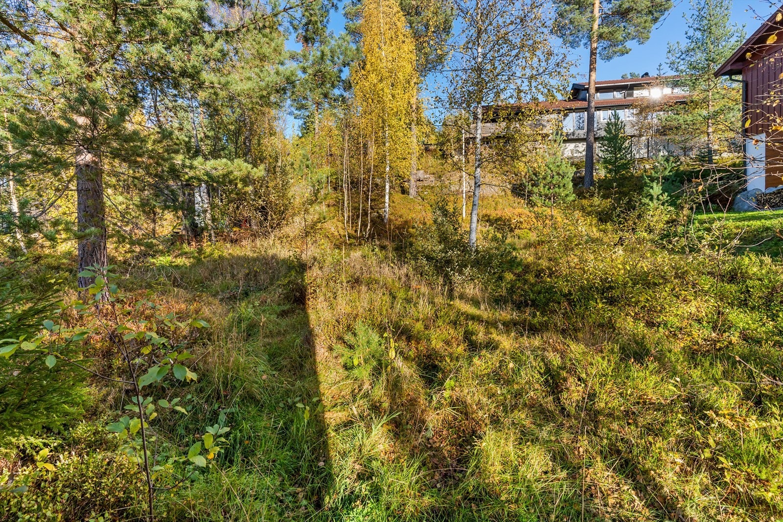 Masse urørt naturtomt, både med lyng, busker og trær. Galleribilde