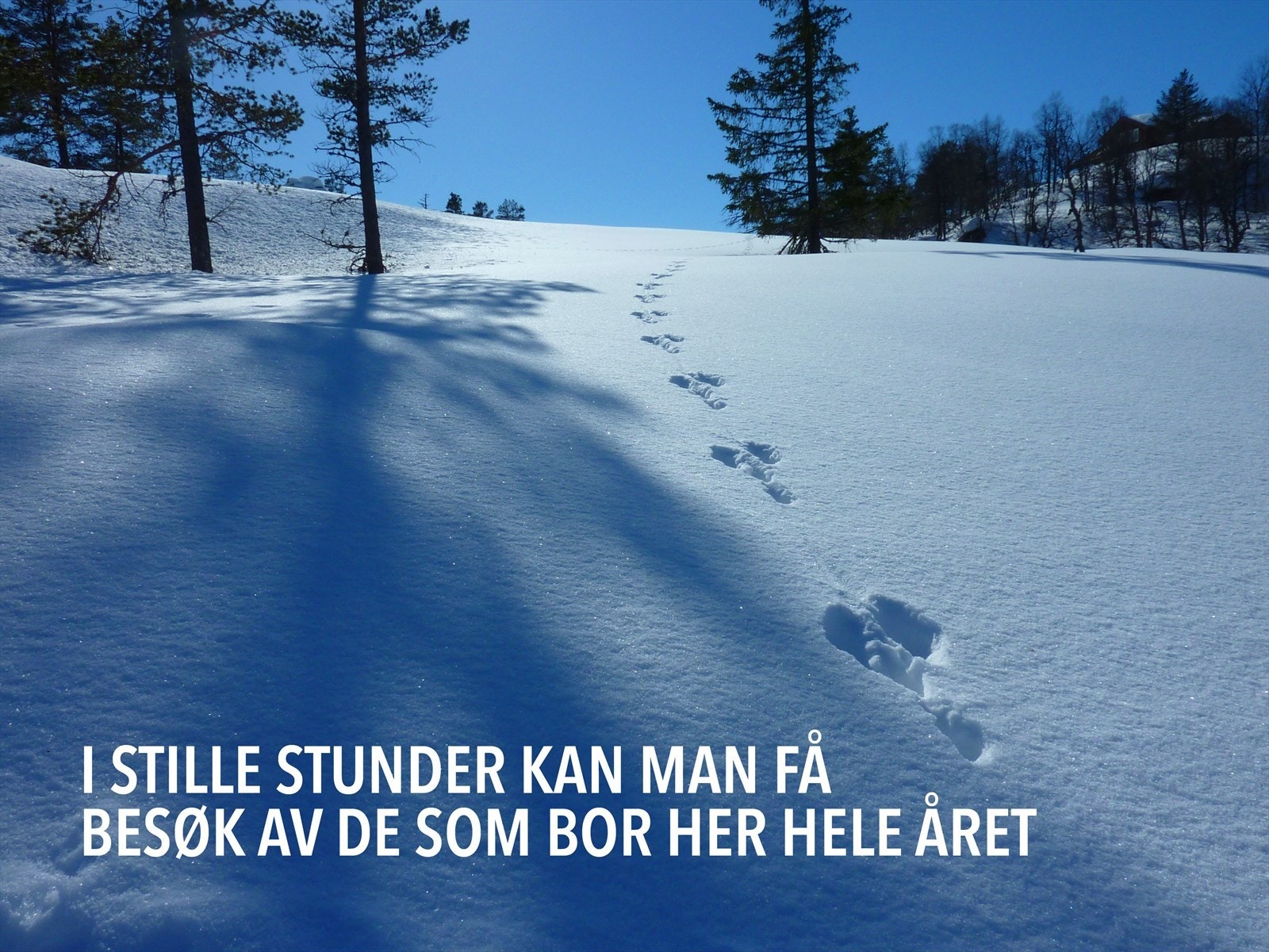 0_2.jpg Galleribilde