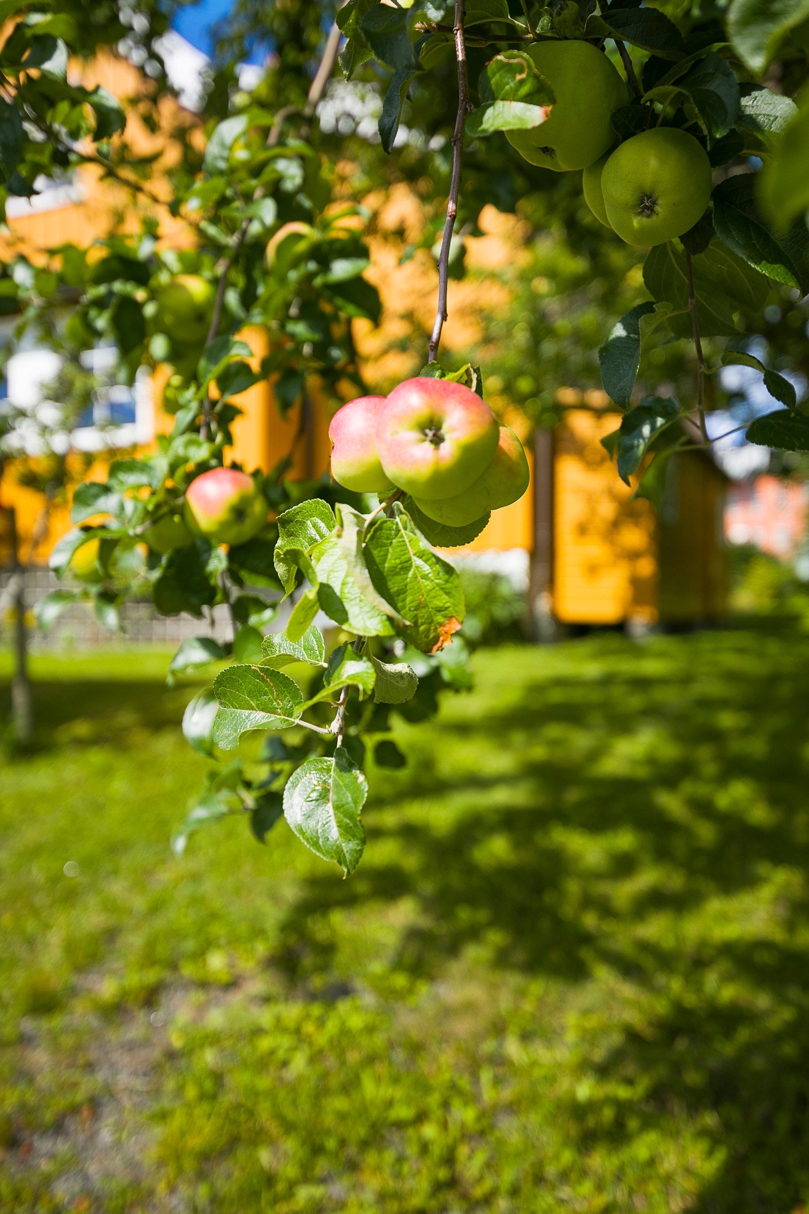 Hagen er pent opparbeidet med flere frukttrær og diverse beplanting. Galleribilde