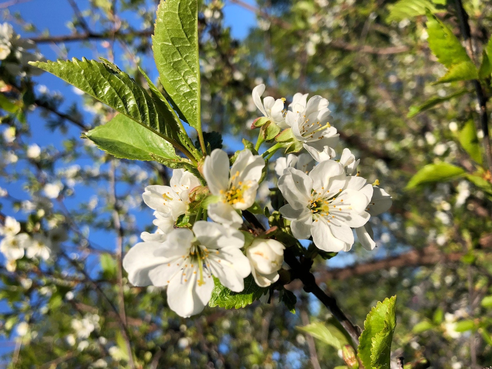 Selgers bilde. Kirsebærblomst Galleribilde