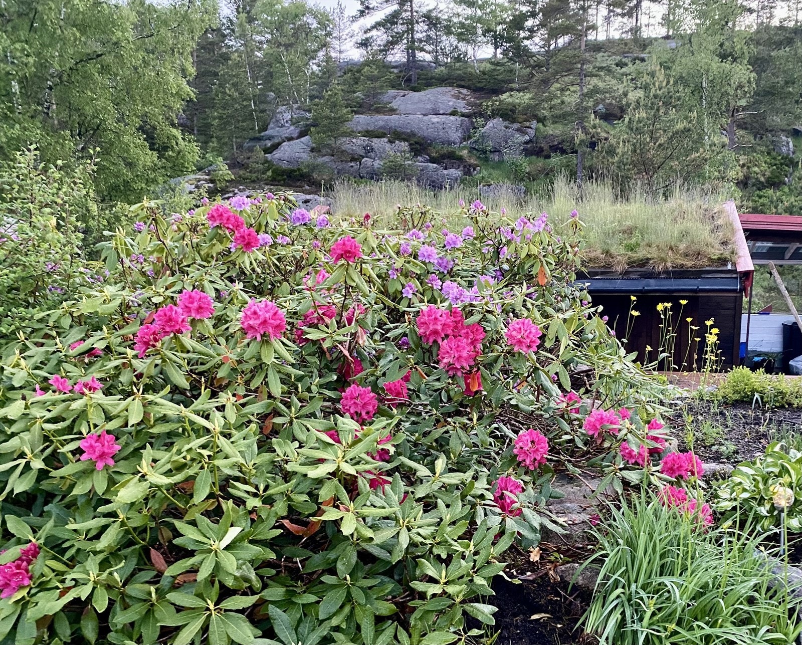 IMG_6594, Blomtring.JPEG Galleribilde