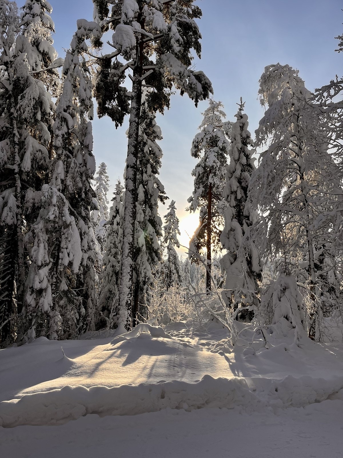 Bilde fra lysløypen i skogen, som ligger rett utenfor huset. Galleribilde