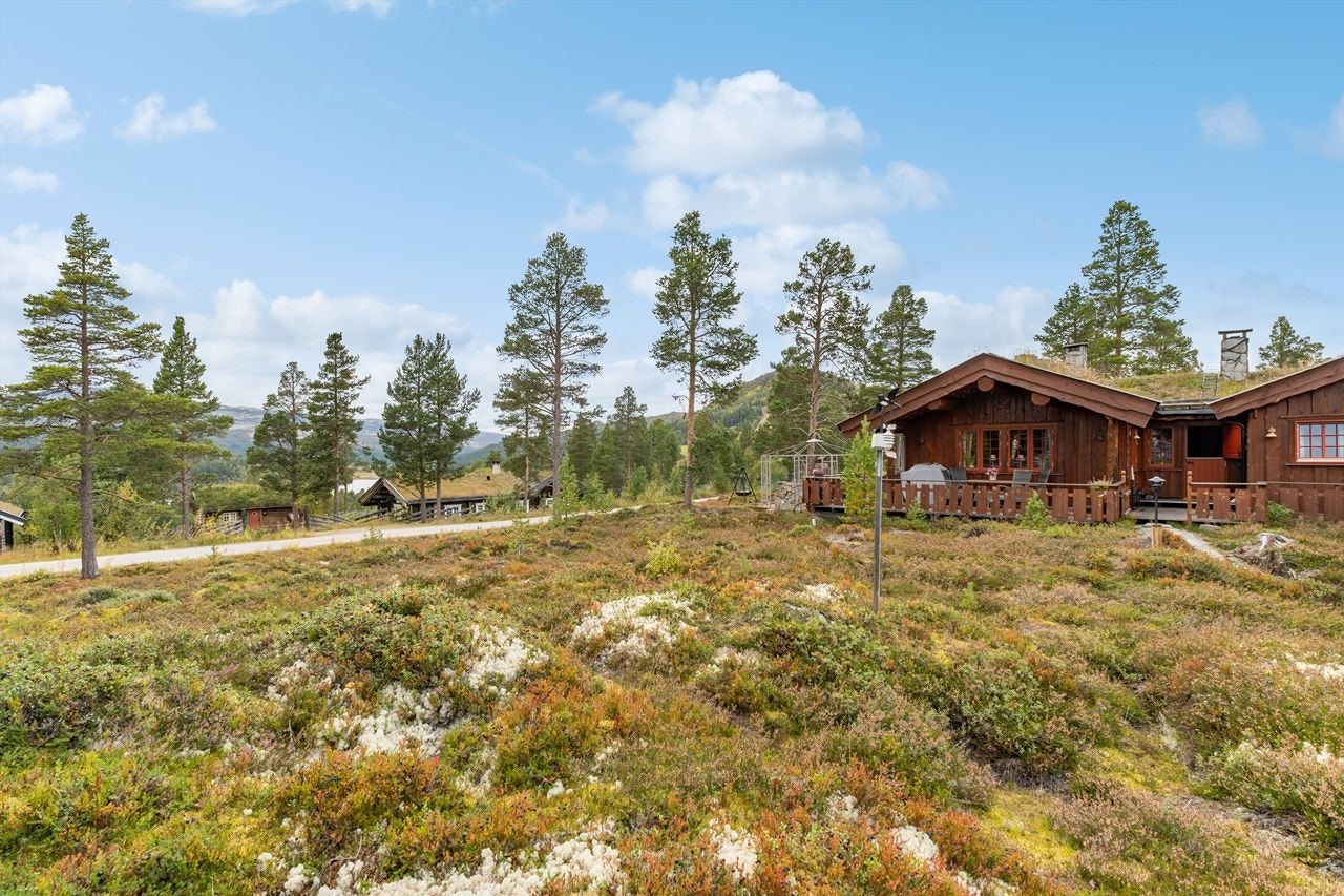 Romslig tomt med stedets vegetasjon Galleribilde