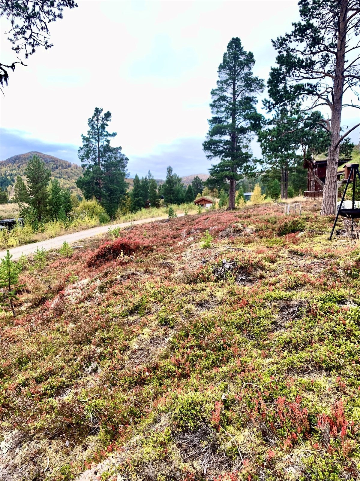 Selgers eget bilde Galleribilde