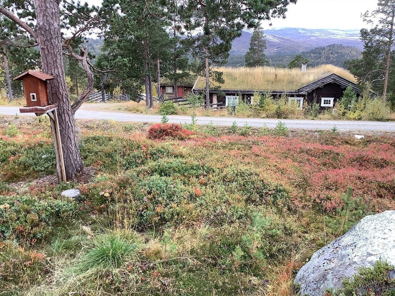Selgers eget bilde Galleribilde