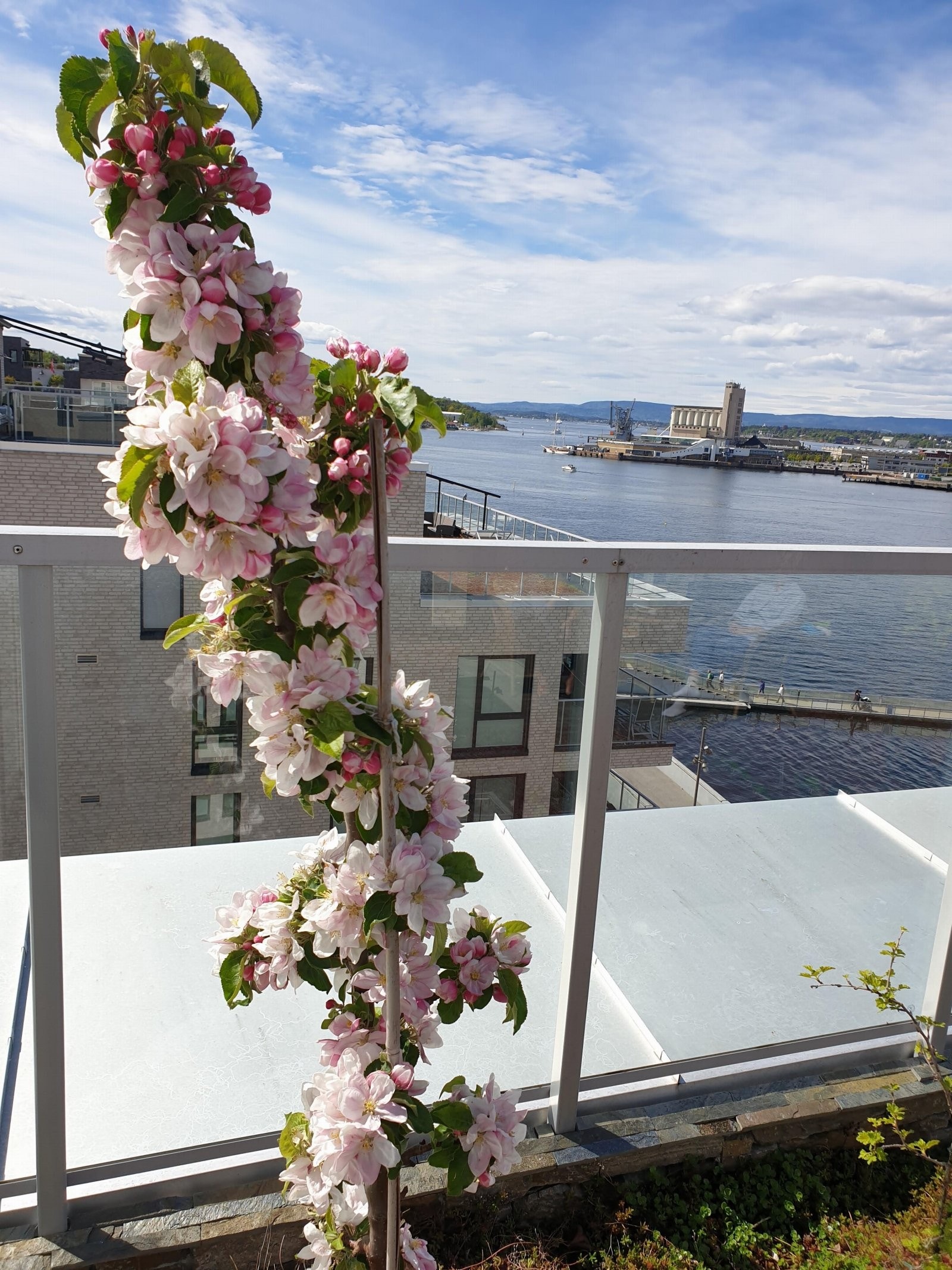 Søyleepletre på terrassen med mulighet for kortreiste desserter Galleribilde