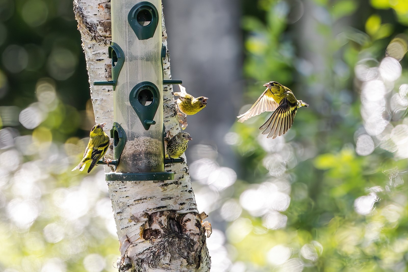 Variert flora og fauna i nærområdet Galleribilde