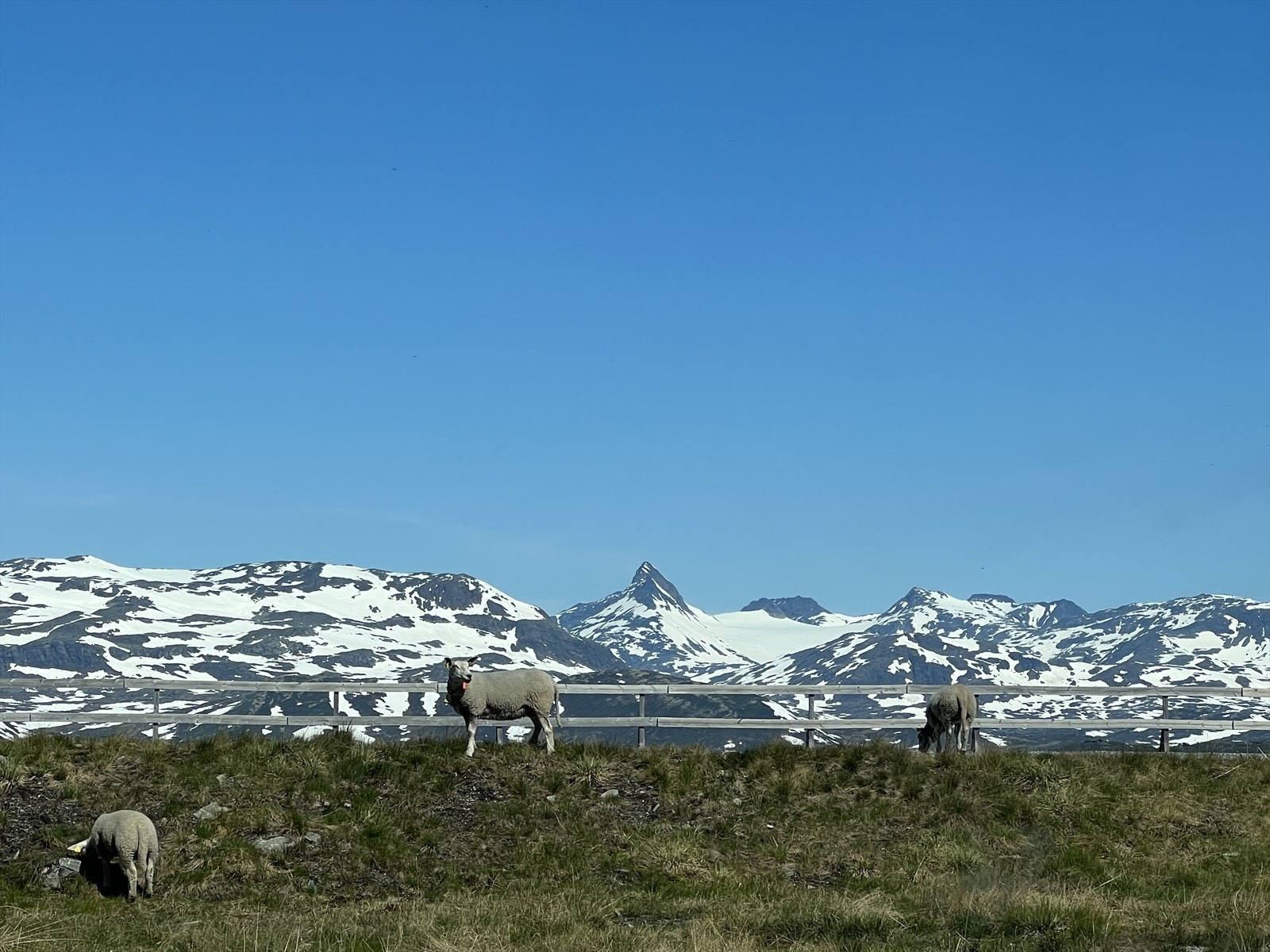 Jotunheimen har et omfattende stinettverk. Her er det mange muligheter, enten det er korte familievennlige turer, høyfjellsturer og toppturer, klatring eller flere dagers hytte-til-hytte vandring. Galleribilde