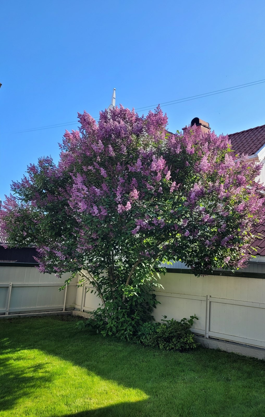 Syrintreet under blomstring Galleribilde