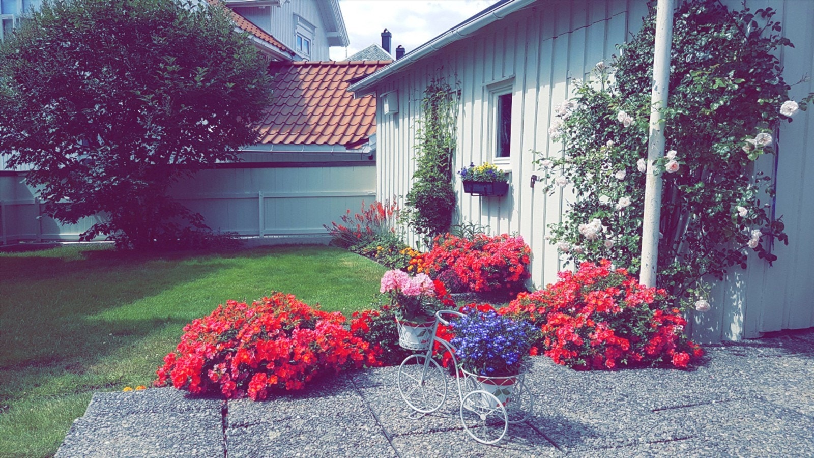 Vakker beplantning i hagen. Galleribilde