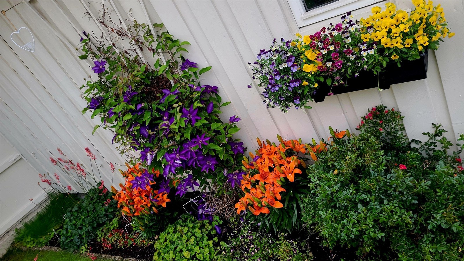 Vakre sommerblomster i hagen Galleribilde