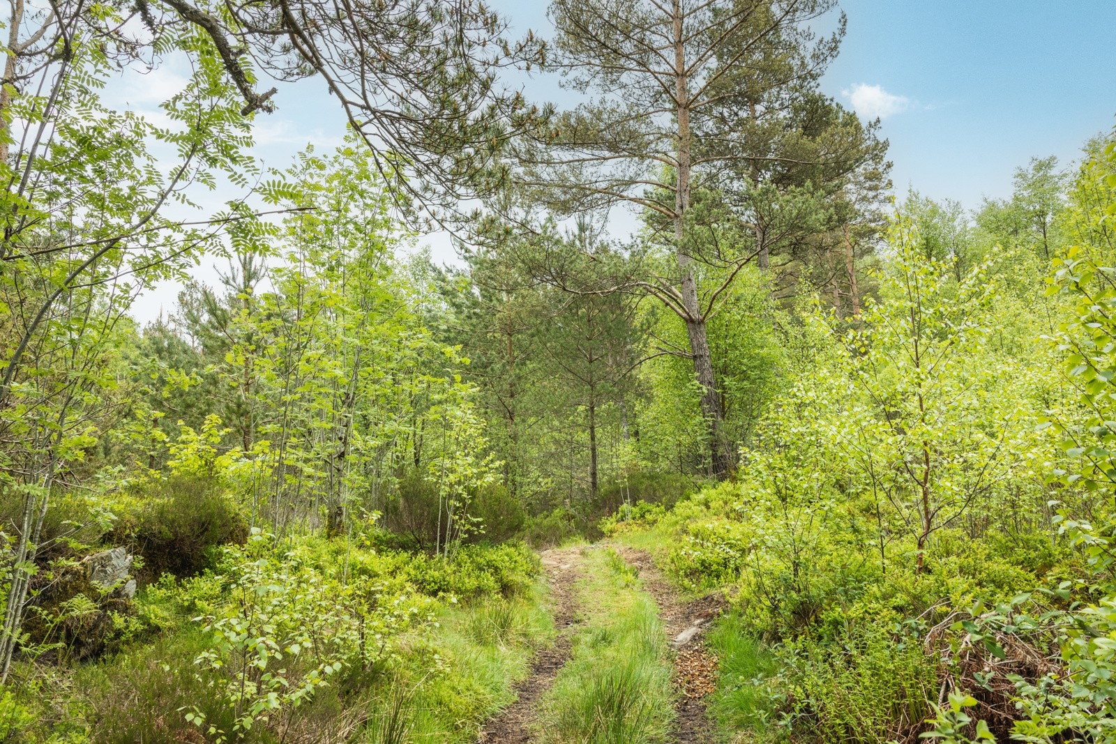 Opparbeidet sti, naboer kjører atv siste stykket. Galleribilde