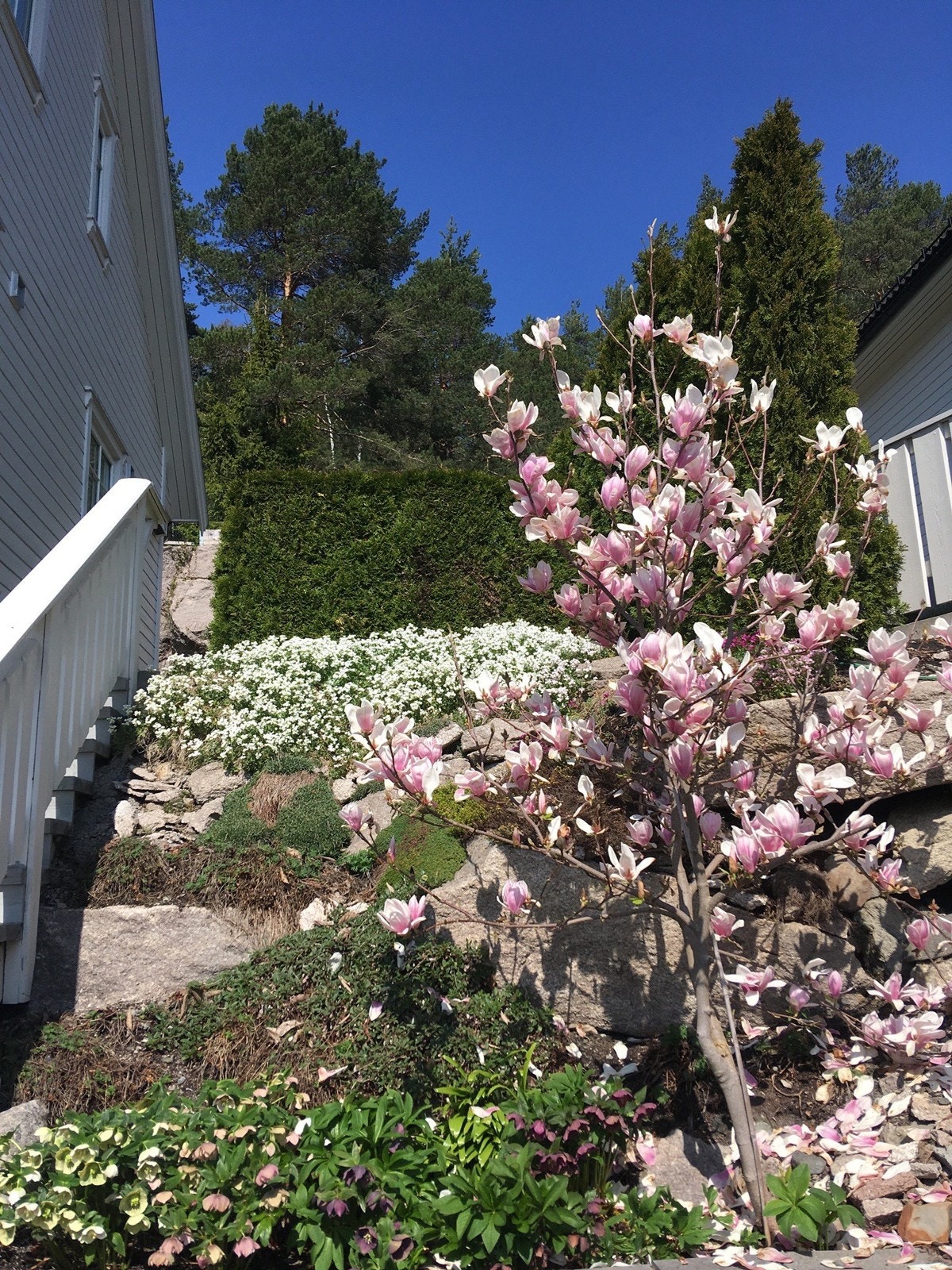 Magnoliatreet er enda større og finere nå. Galleribilde