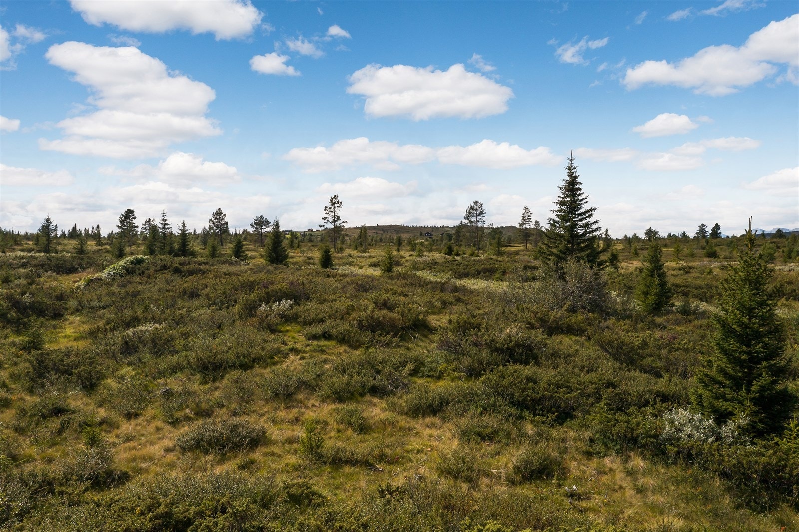 Velkommen til fjells! Galleribilde