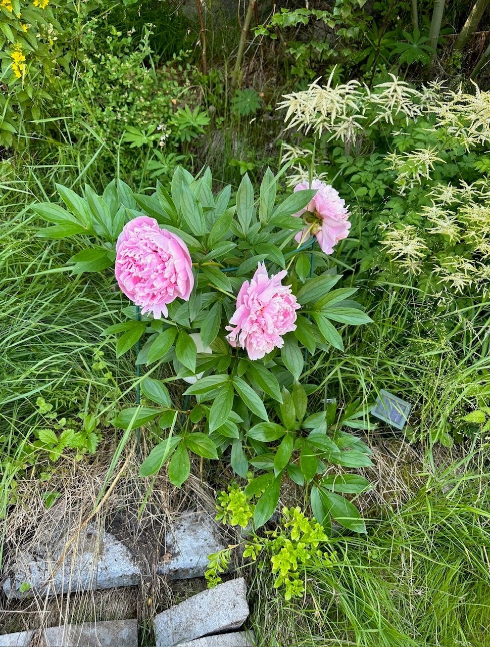 Hage sommer. Selgers egne bilder Galleribilde