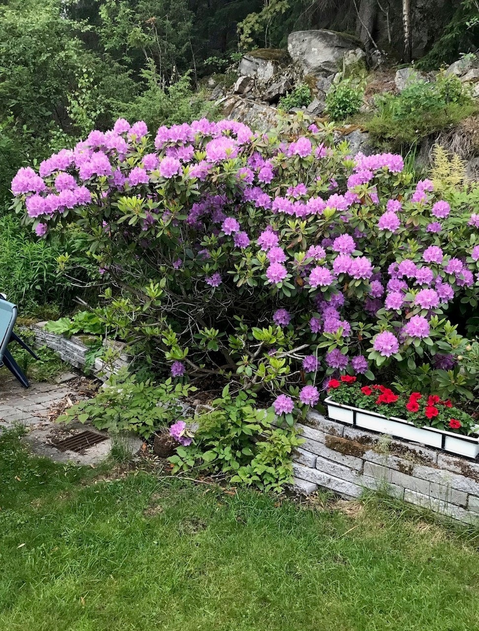 Hage sommer. Selgers egne bilder Galleribilde