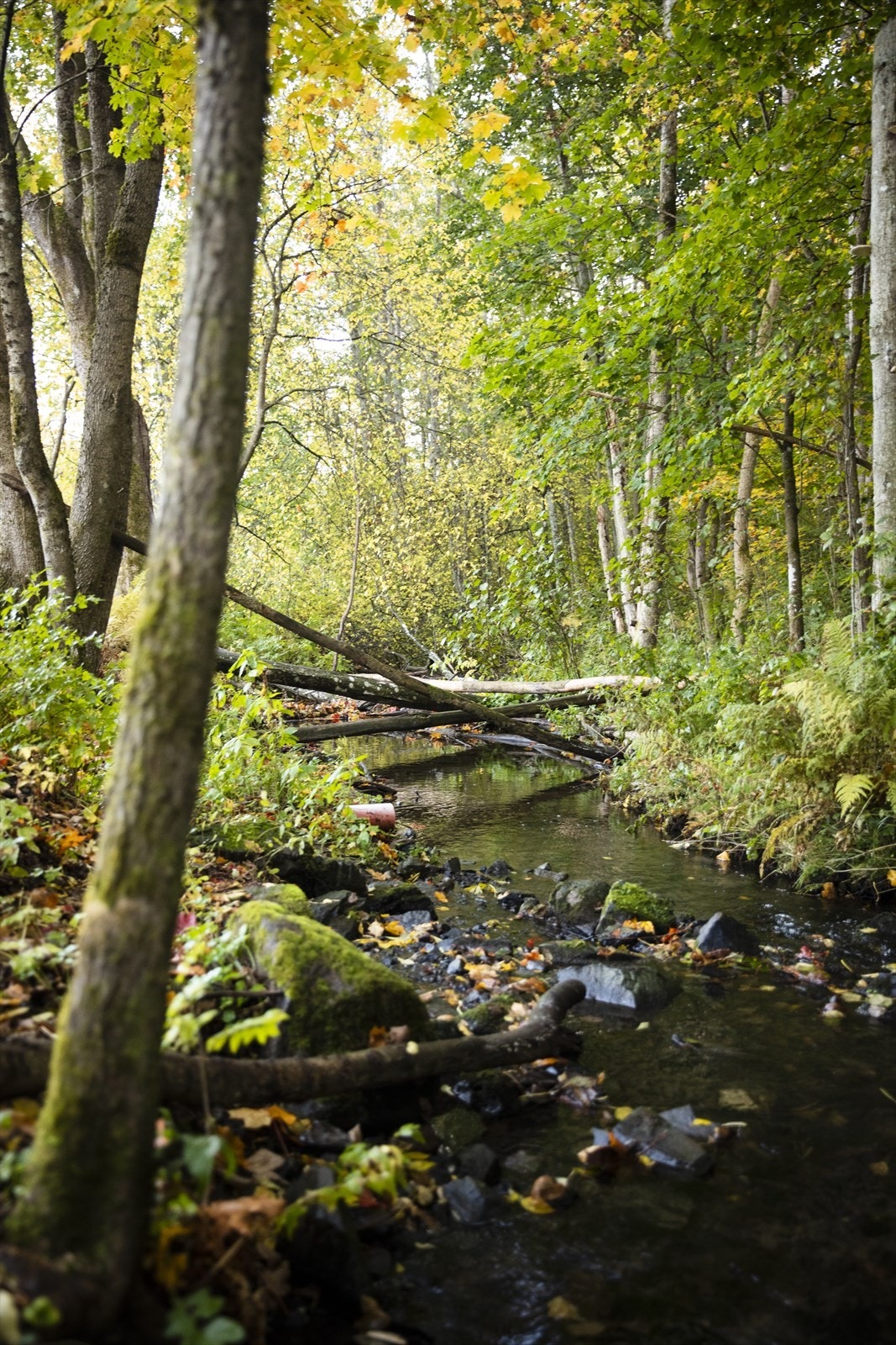 Mærradalen er en fredet naturoase i Oslo, populær for turgåing og fugletitting. Den har frodig skog, turstier og variert dyreliv. Galleribilde