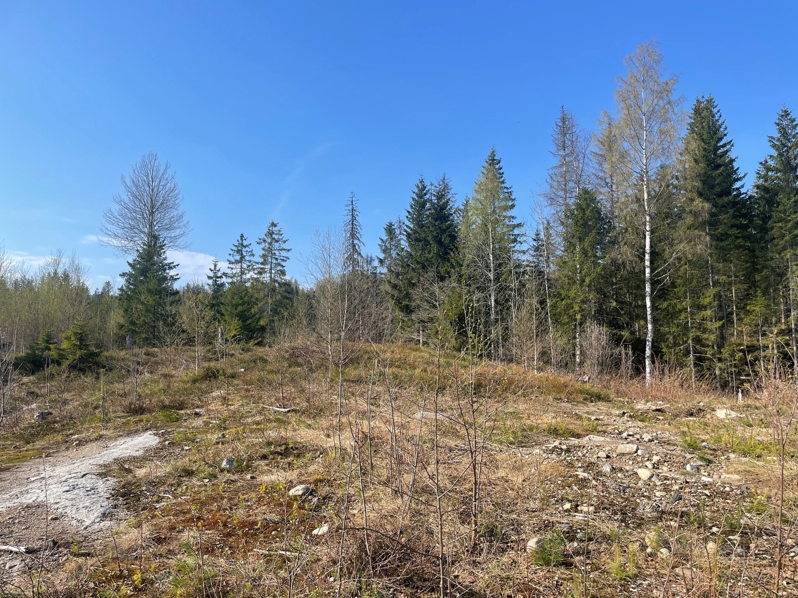 Bygger man en bolig her med store vinduer mot skogen, blir det omtrent som å få naturen inn i egen stue. Galleribilde