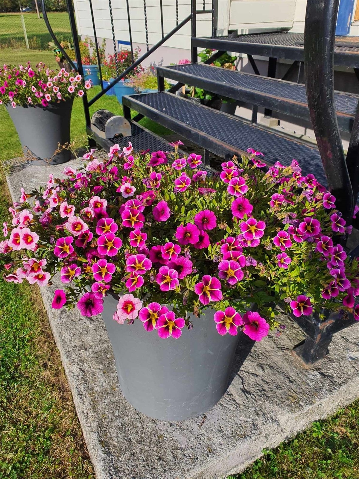 Sommerminner Galleribilde