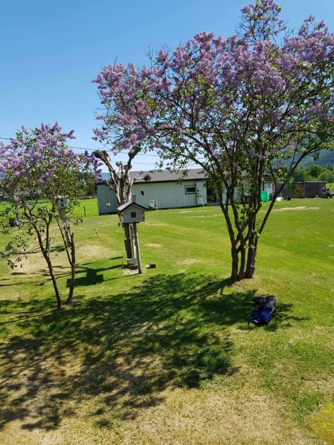 Tomten består i hovedsak av plen, med prydbusker og annen beplantning Galleribilde