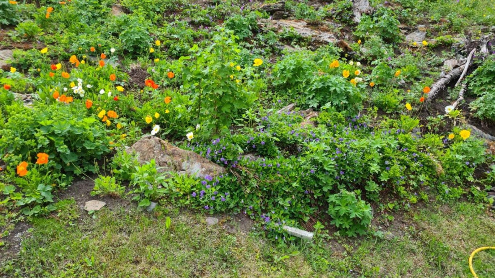 Blomsterbed med gode muligheter for de med grønne fingre. Galleribilde
