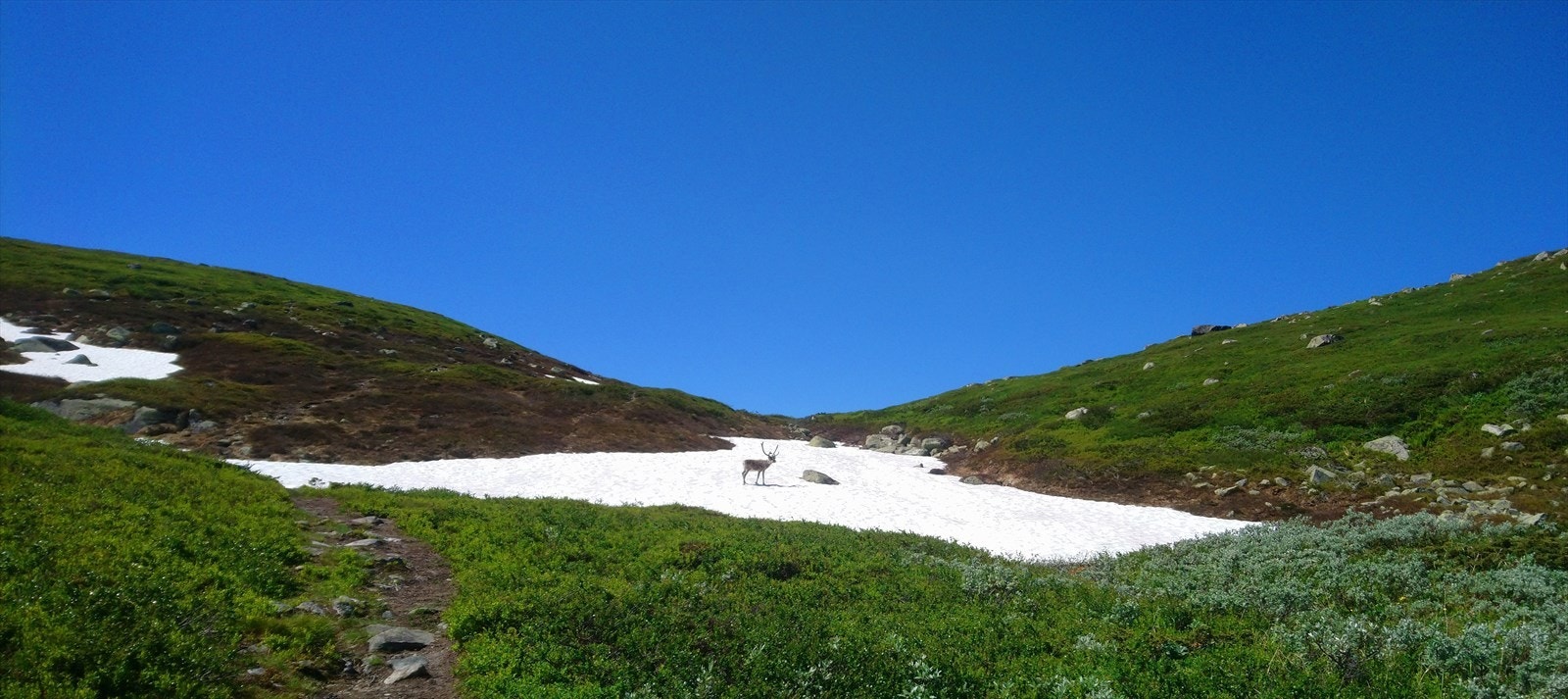 Reinsdyr1.JPG Galleribilde