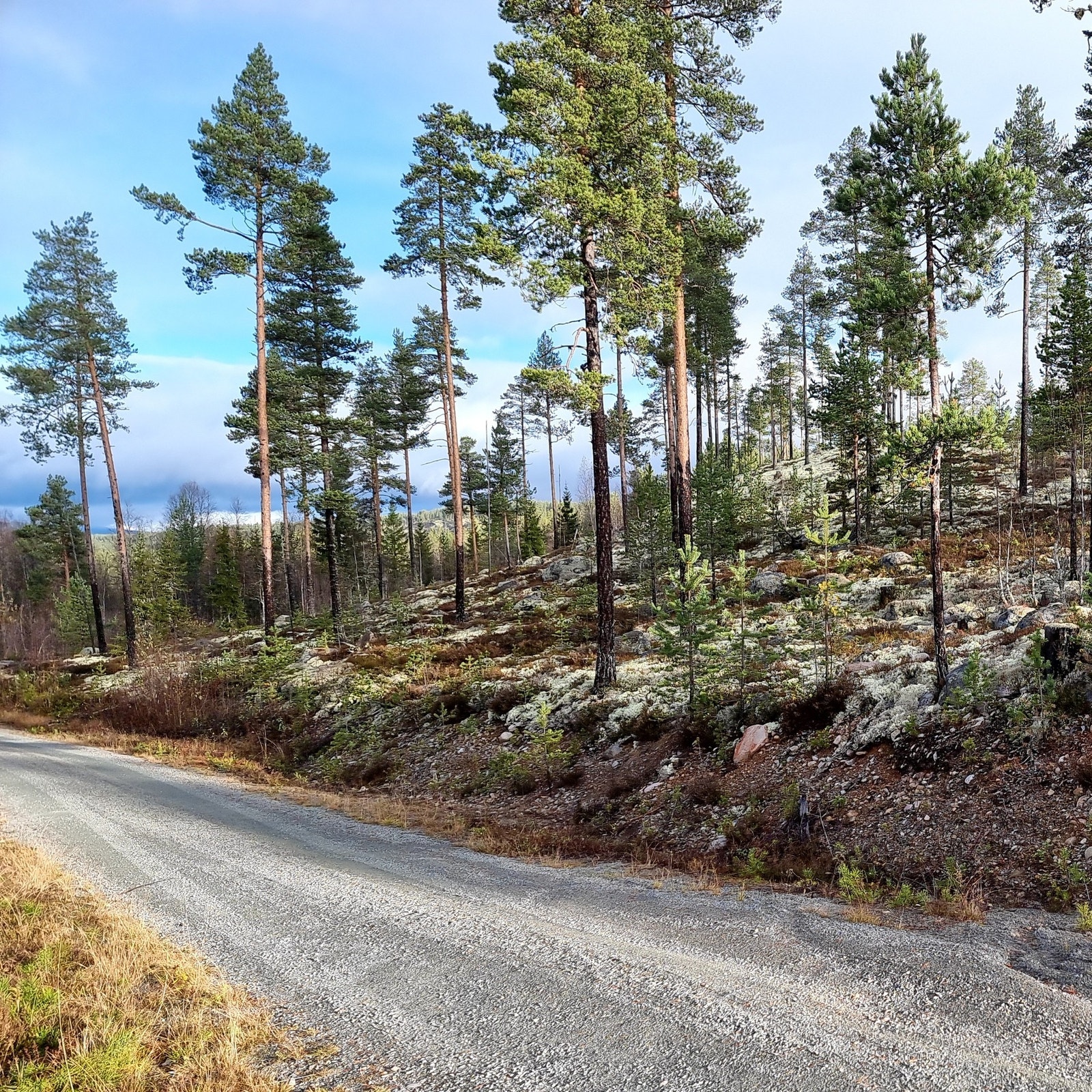 Foto fra tomteområdet, mot tomt 128 Galleribilde