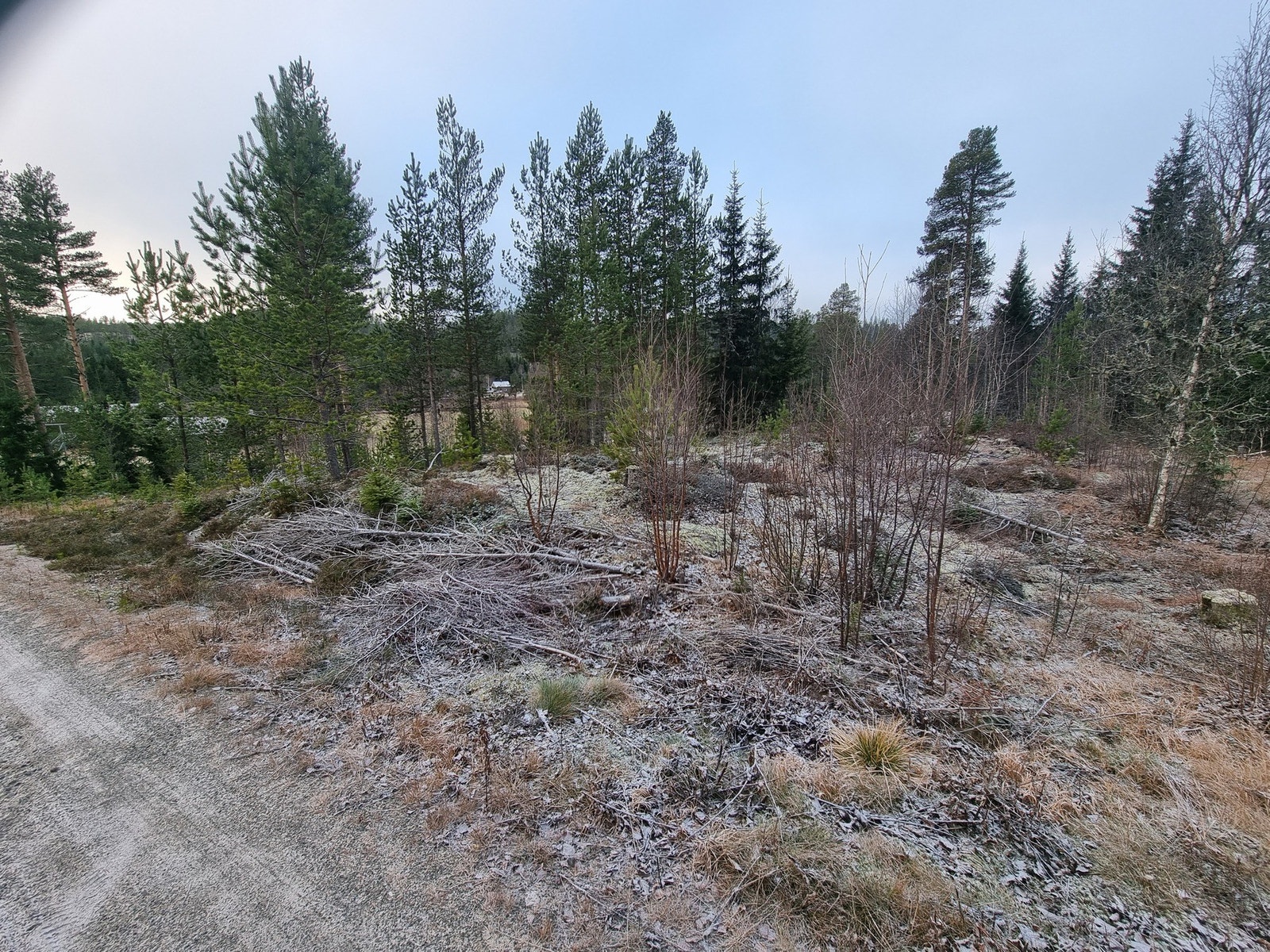 Foto fra tomteområdet, tomt 130 Galleribilde