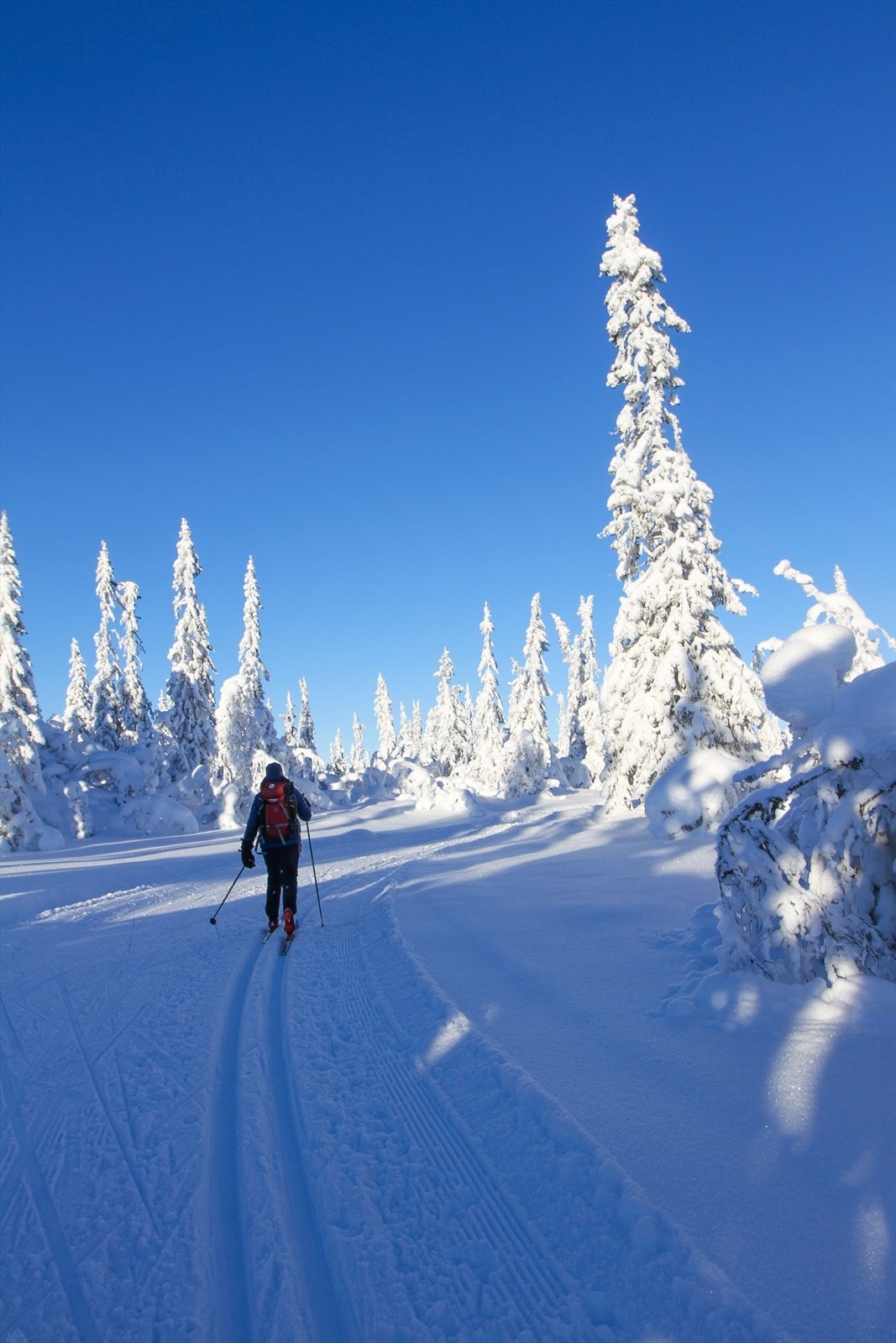 Turufjell Galleribilde
