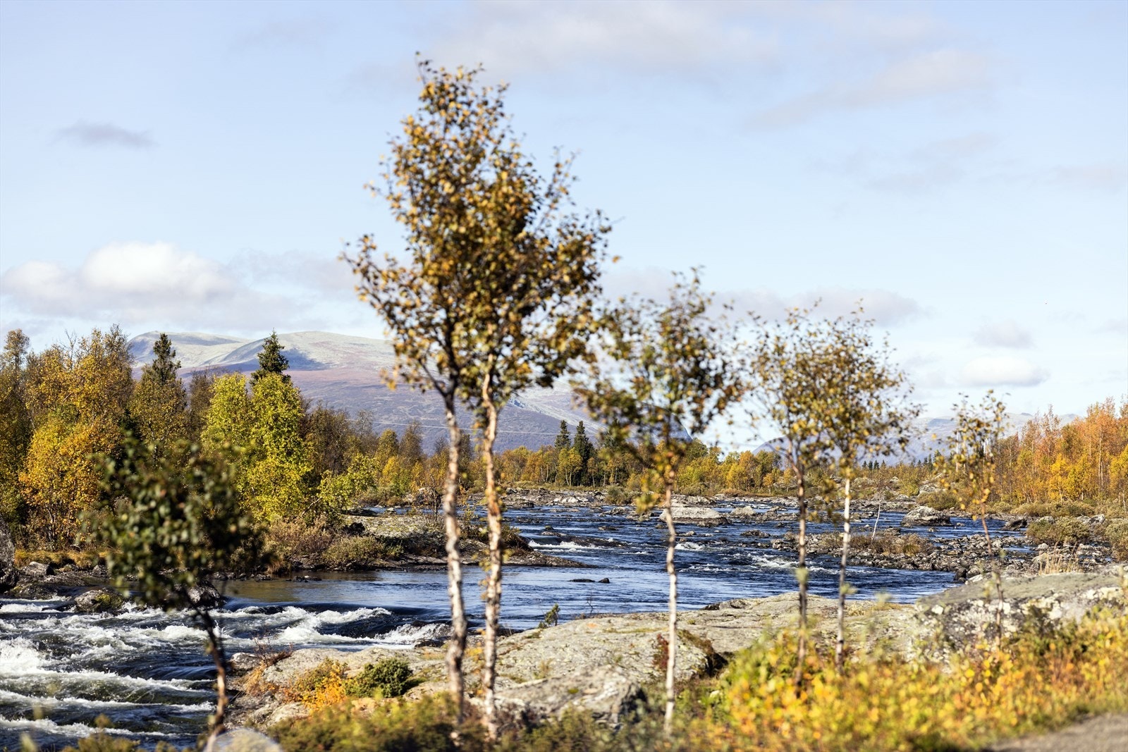 Selgers eget foto. Galleribilde