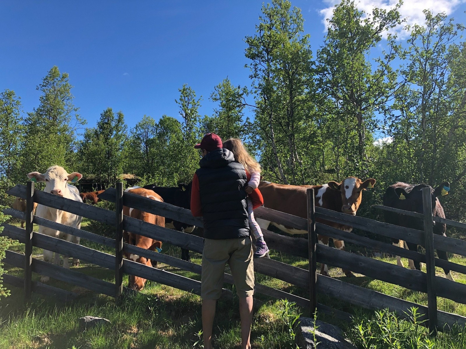 Nord-Europas største aktive stølslag finner du i Valdres, nærmere bestemt på fjellet mellom Tisleidalen og Vaset. Galleribilde