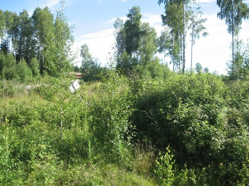 Vegetasjon på tomtene Galleribilde