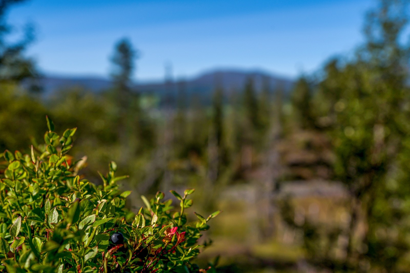 Flotte forhold for bærplukking i området. Galleribilde