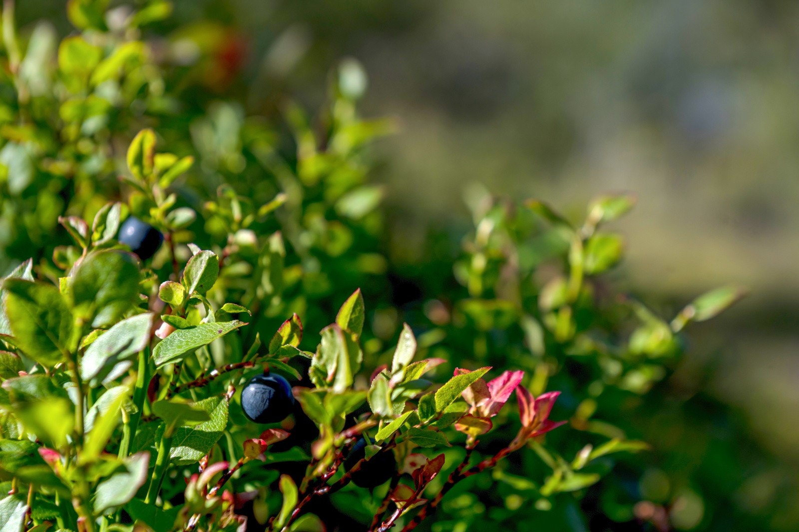 Flotte forhold for bærplukking i området. Galleribilde